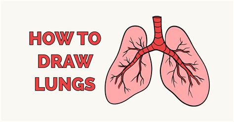 Easy Tutorial: How to Draw Lungs Step.